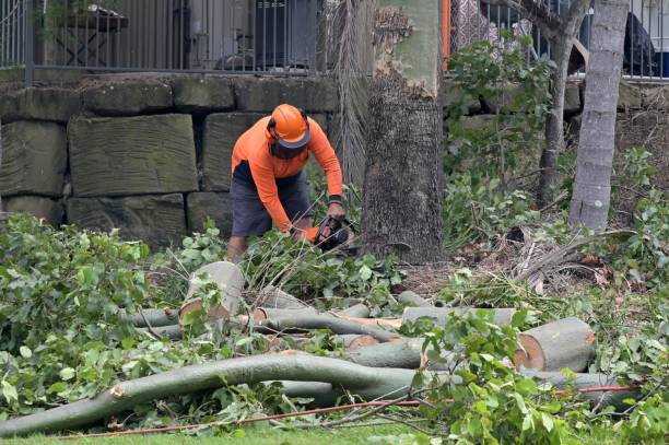 Best Arborist Services Near Me  in Lacy Lakeview, TX